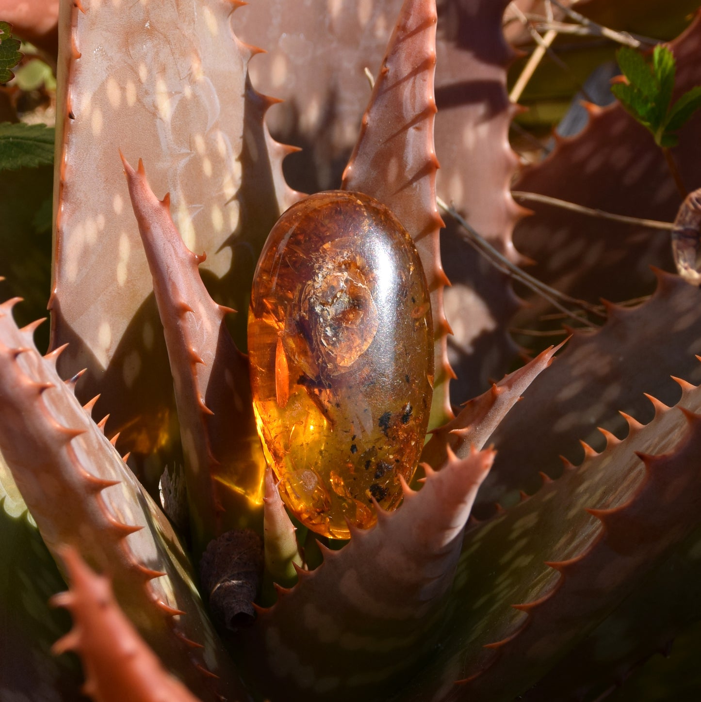 MJ Baltica, Ambra baltica Naturale, con le inclusioni, insetti, da collezione, grande, unica, bellissima BW095