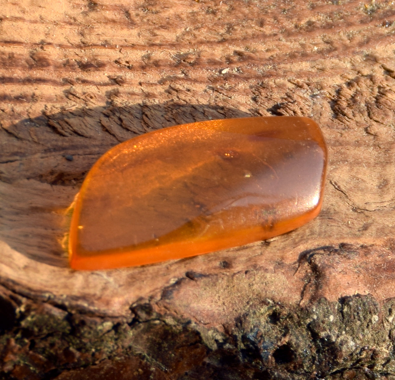 Irregularly shaped natural Amber gem with fossil inclusions for collection, MJ Baltica, BW303