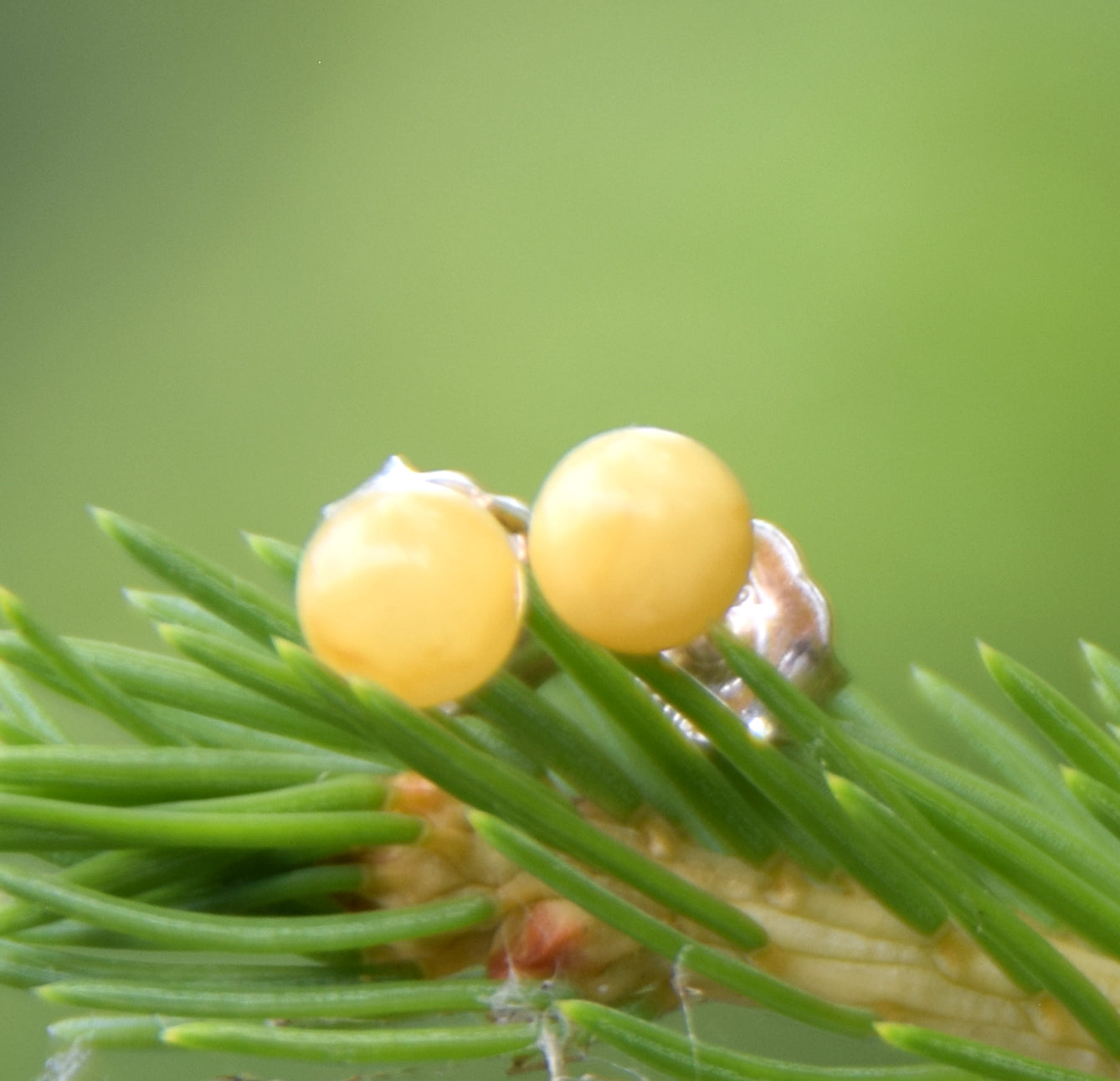 Essential earrings created with imperial natural Amber sphere and 925 Silver, MJ Baltica, BK235