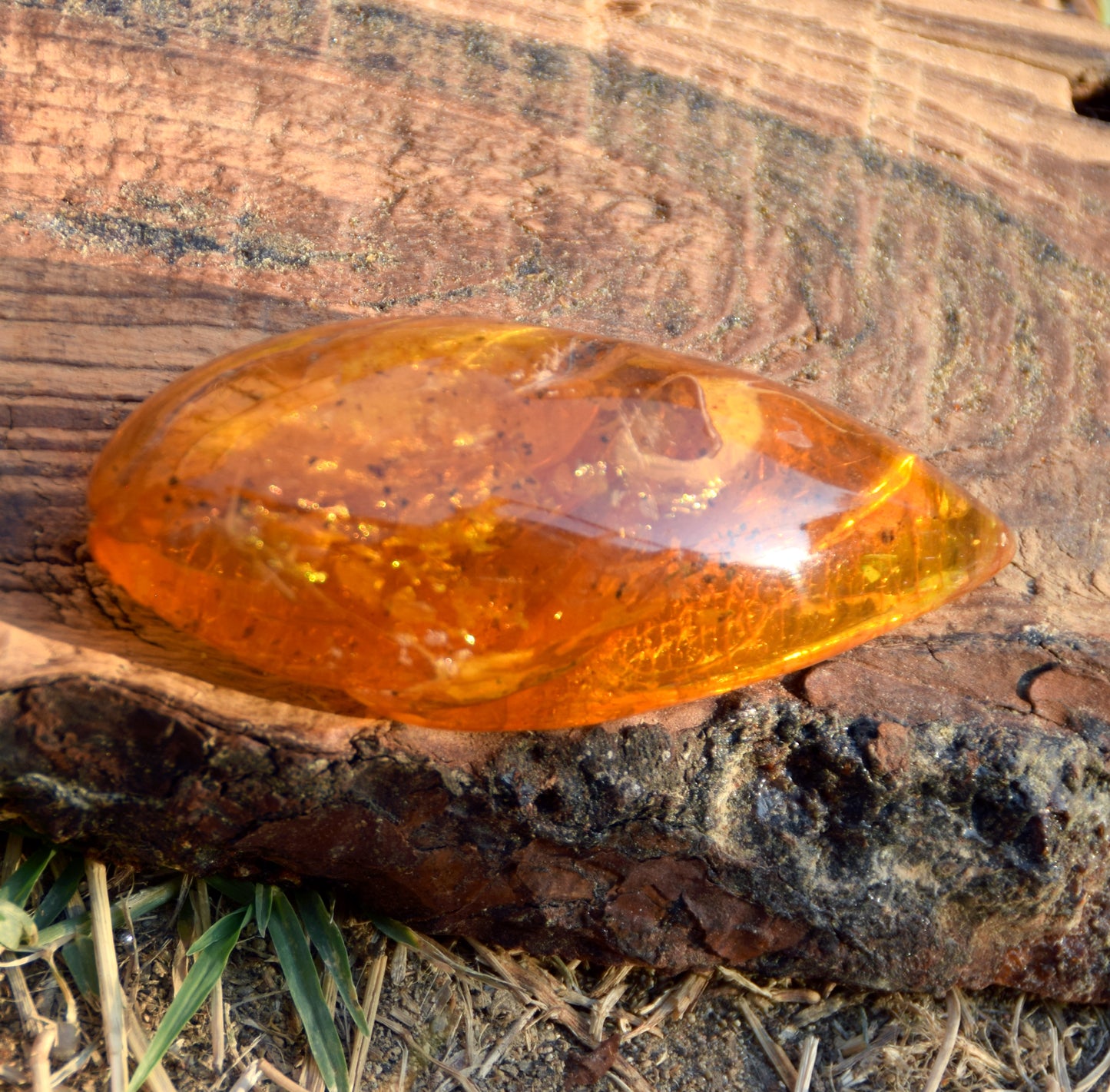 Large natural drop-shaped Amber gemstone with fossil inclusions from a collection, MJ Baltica, BW301