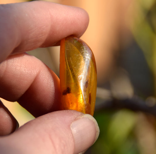 Irregularly shaped natural Amber gem with fossil inclusions for collection, MJ Baltica, BW303