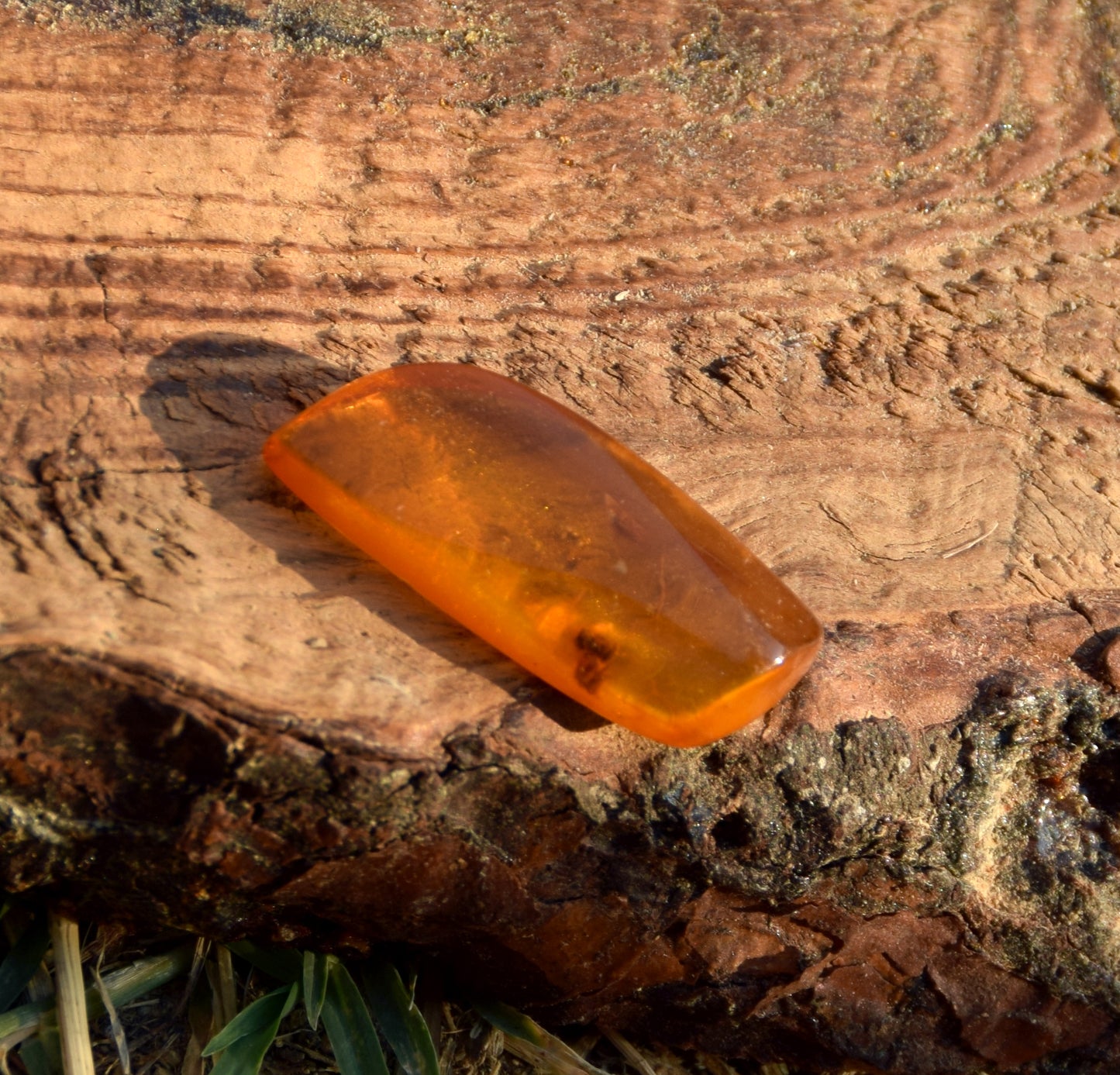 Irregularly shaped natural Amber gem with fossil inclusions for collection, MJ Baltica, BW303